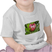 Red Protea Tshirts