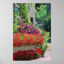Red Provencal flowers in the town of Carpentras fl Posters