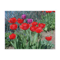 Red Purple Tulips Flower Photo Postcard