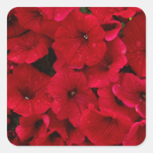 Red Rain Drop Petunias Sticker