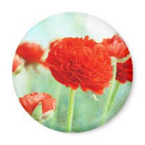 Red Ranunculus Flowers magnets