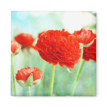 Red Ranunculus Flowers magnets
