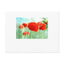 Red Ranunculus Flowers postcards