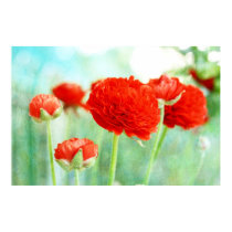 Red Ranunculus Flowers posters