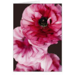 Red Ranunculus cards