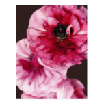 Red Ranunculus postcards