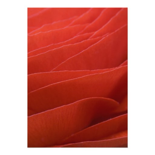 Red Ranunculus Sweet 16 Birthday Party Invitation