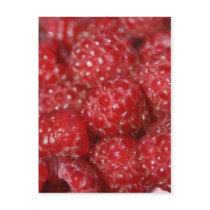Red Raspberries close up photograph Post Cards