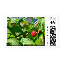 Red Raspberry In Bush Among Leaves Stamps