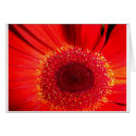 Red Raw cards