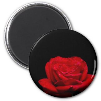 Red Red Rose zazzle_magnet