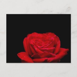 Red Red Rose zazzle_postcard