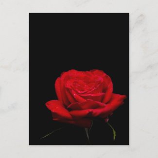 Red Red Rose zazzle_postcard