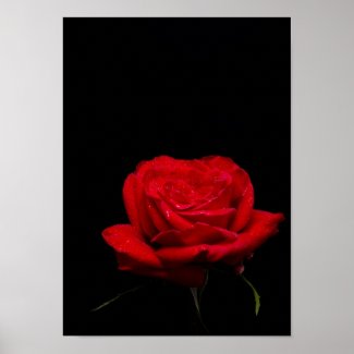 Red Red Rose zazzle_print