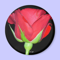Red Red Rose, S Cyr magnets