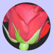 Red Red Rose stickers