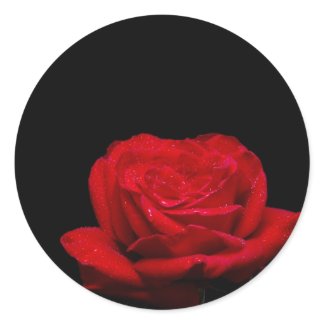 Red Red Rose zazzle_sticker