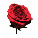 Red, Red Rose Women's T-Shirts shirt