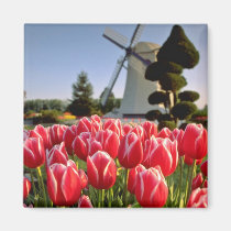 Red Red tulips and windmill flowers magnets