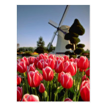 Red Red tulips and windmill flowers Post Card