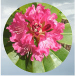 red-rhodo photo sculptures