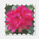 Red Rhododendron Square Magnet