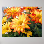 Red Rimmed Gold Mums Poster