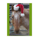 Red roan Appaloosa in Redv Santa Hat Post Cards
