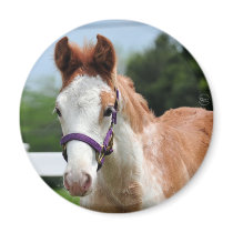 Red Roan Colt Refrigerator Magnet