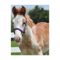 Red Roan Colt Postcard