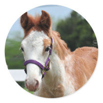 Red Roan Colt Sticker