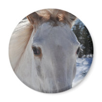 Red Roan Horse Eyes Refrigerator Magnets