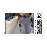 Red Roan Horse Eyes Postage Stamps