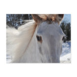 Red Roan Horse Eyes Post Cards