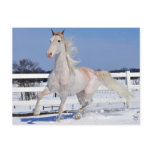 Red Roan in Snow Postcards