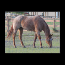 Red Roan postcards