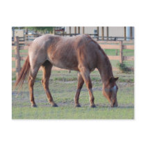Red Roan postcards