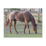 Red Roan Post Cards