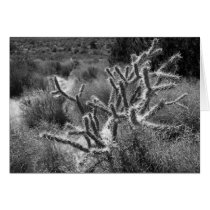 Red Rock NV Cactus Glow cards by gvtompkins Red Rock NV Cactus Glow cards