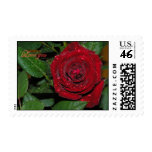 Red Rose #2 Postage Stamps