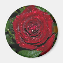 Red Rose #2 Refrigerator Magnets