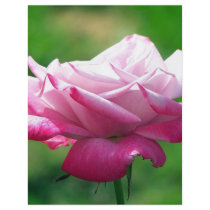Red rose#3 flyers