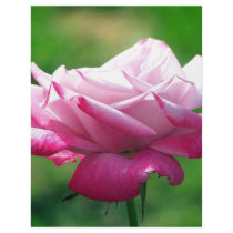 Red rose#3 letterhead