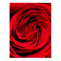Red Rose Background Postcards