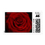 Red Rose Beauty