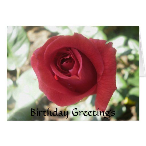 gorgeous red rose birthday card