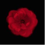 Red Rose. Black Background. Acrylic Cut Outs