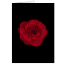 Red Rose. Black Background. Greeting Card