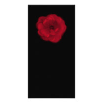 Red Rose. Black Background. Photo Greeting Card