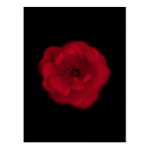 Red Rose. Black Background. Post Card